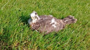 Juvenile Sparrowhawk (Joe Dobson)